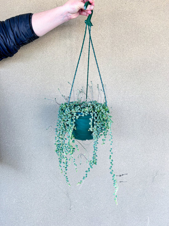 Plants: Angel’s Tears