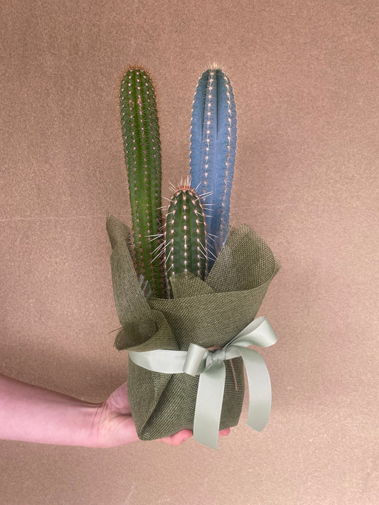 Plants: Tri planted Cacti