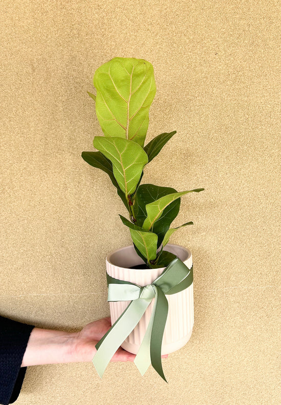 Plant: Potted Fiddle Leaf Fig - Bambino