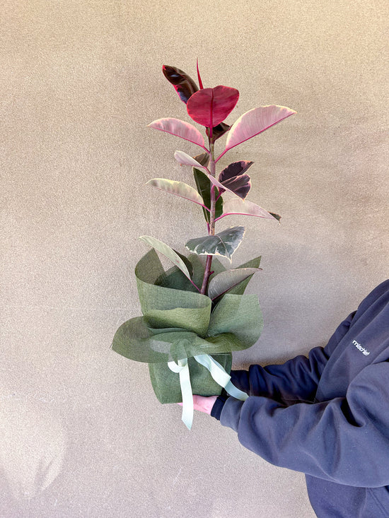 Plants: Ficus Elastica Ruby