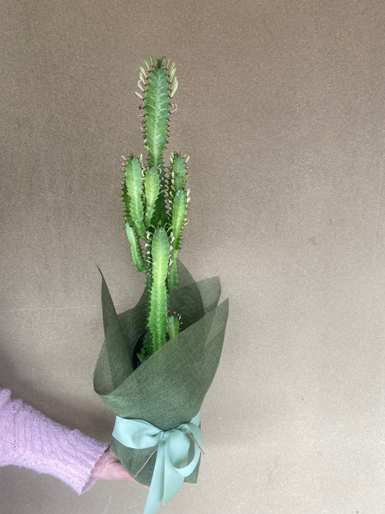 Plants: Euphorbia Trigona green