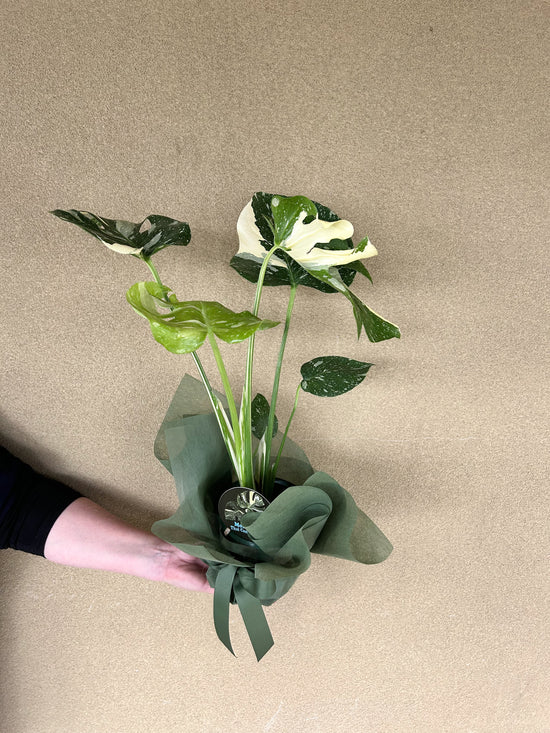 Plants: Monstera Thai Constellation