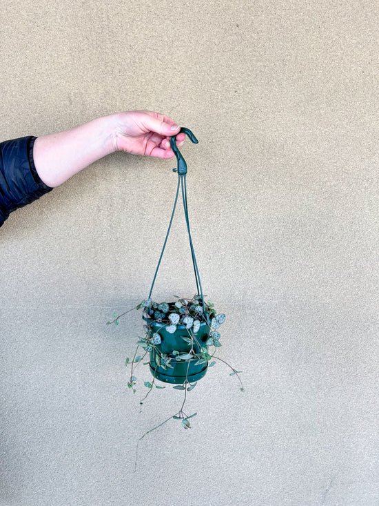 Plants: Chain of Hearts