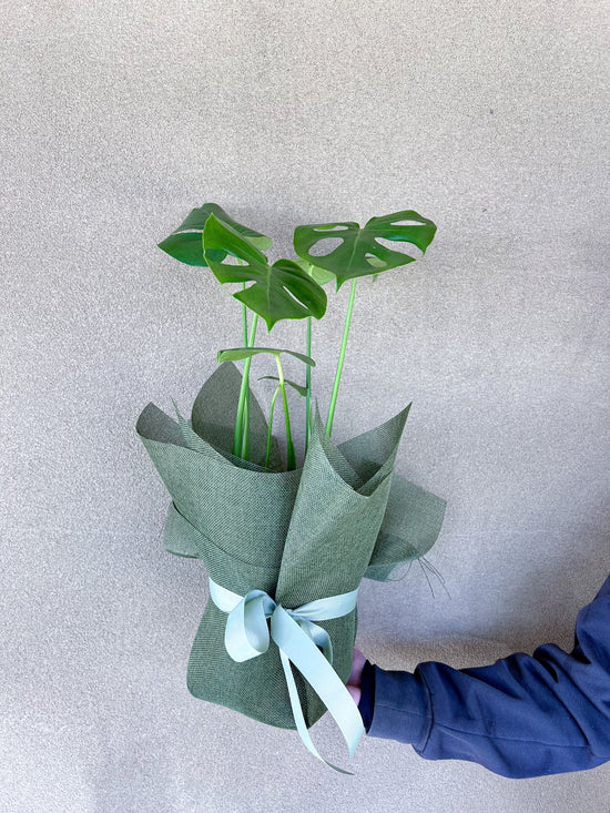 Plants: Monstera Deliciosa