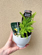 Plants: New Plant Parent Kit