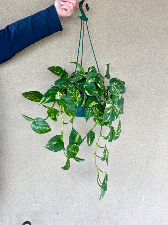 Plants: Devils Ivy - Hanging Basket