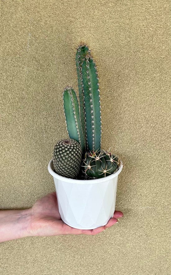 Plants: Tri planted Cacti