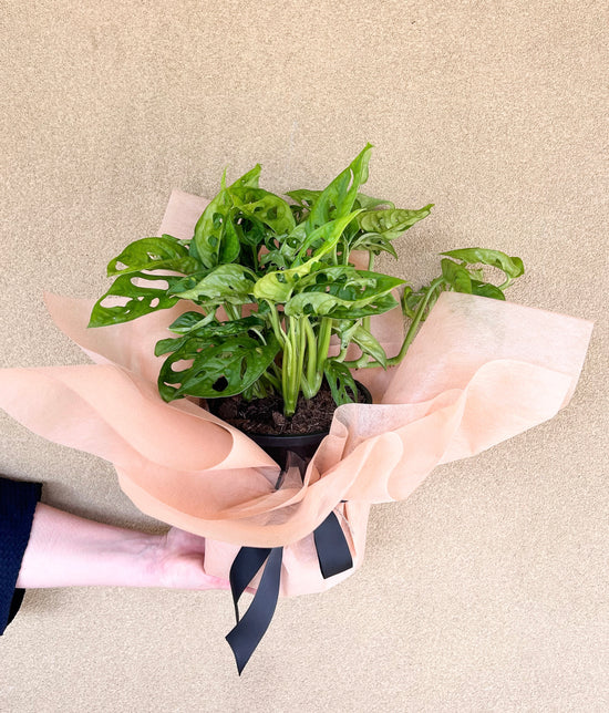 Plants: Monstera Monkey Mask