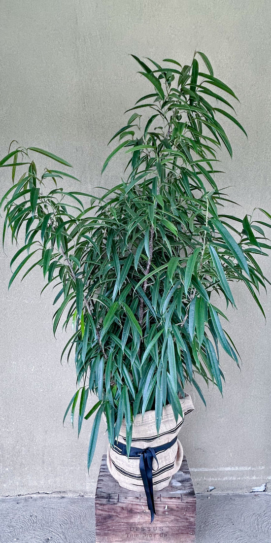 Plants: Narrow Leaf Ficus
