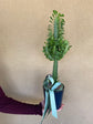 Plants: Euphorbia Trigona green