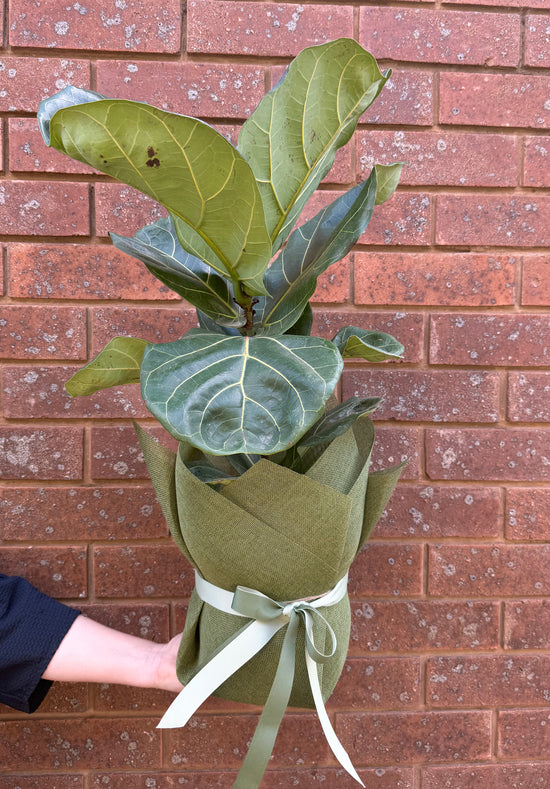 Plants: Fiddle Leaf Fig