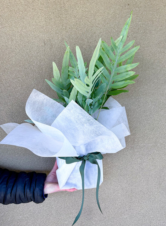 Plants: Blue Star Fern