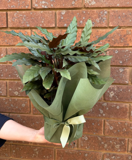 Plants: Calathea Rufibarba