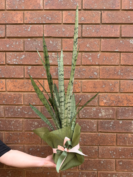 Plants: Mother In Laws Tongue