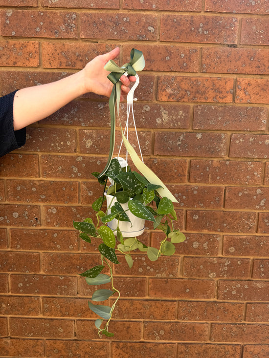 Plants: Scindapsus pictus