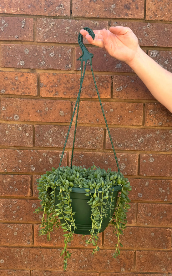 Plants: Angel’s Tears