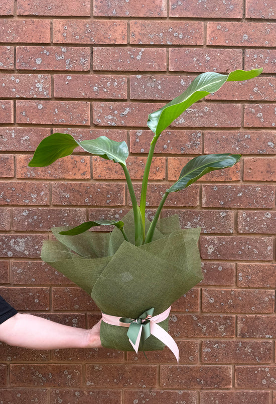 Plants: Bird Of Paradise