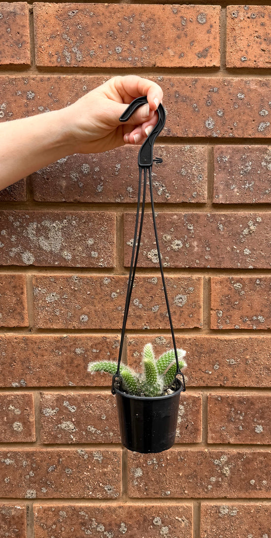 Plants: Monkeys Tail Cactus