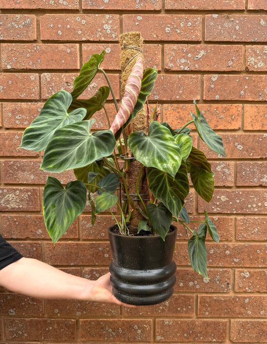 Plant: Philodendron verrucosum totem