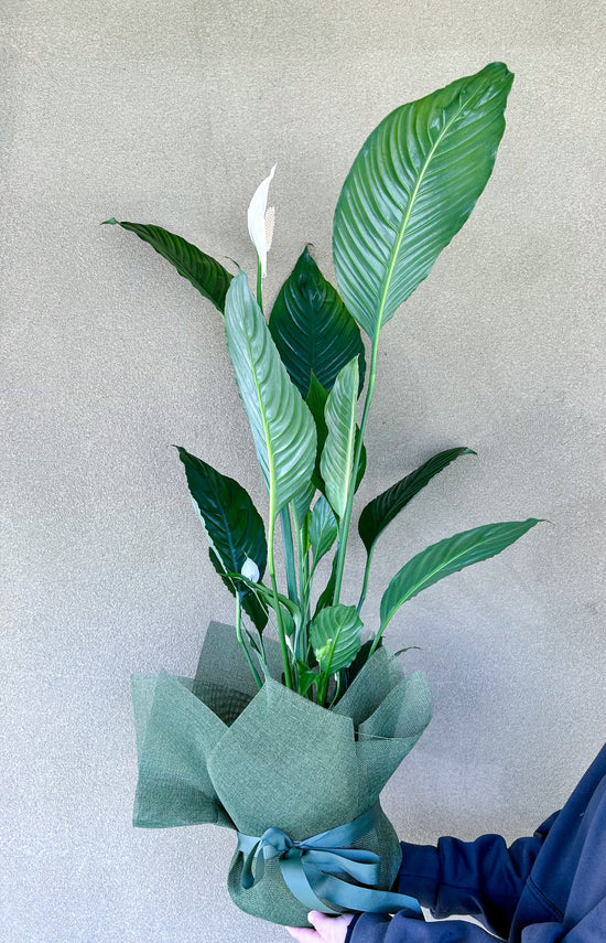 Plants: Peace Lily