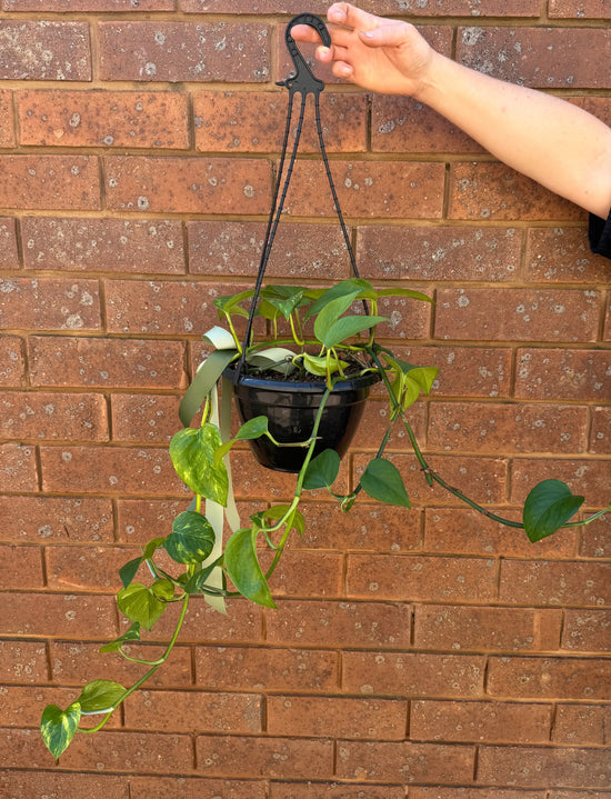 Plants: Devils Ivy - Hanging Basket