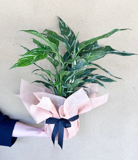 Plants: Spathiphyllum Jet Diamond (Peace Lily)