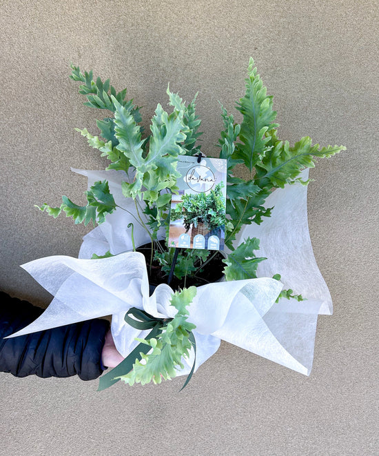 Plants: Davana Fern
