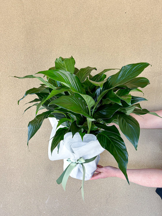 Plants: Large Peace Lily