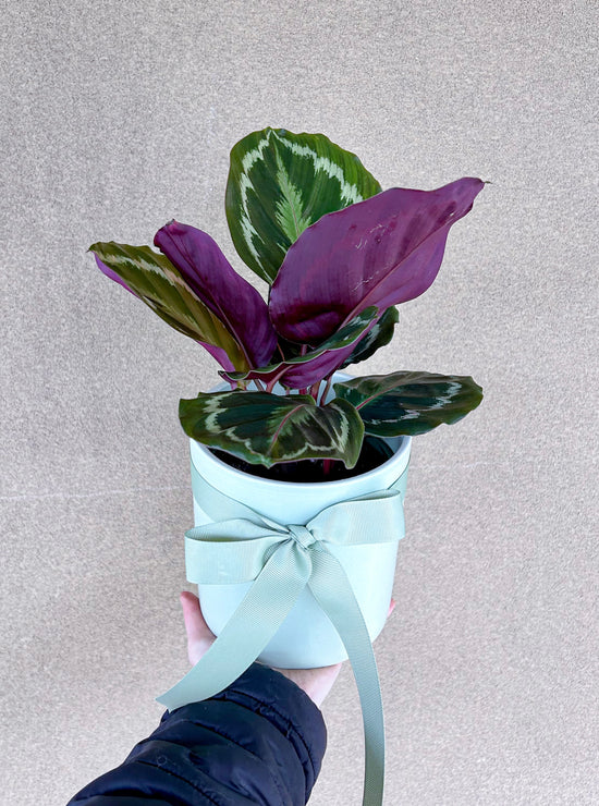 Plant: Calathea