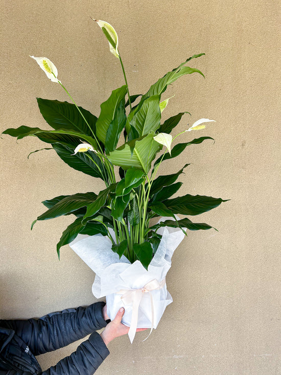 Plants: Large Peace Lily