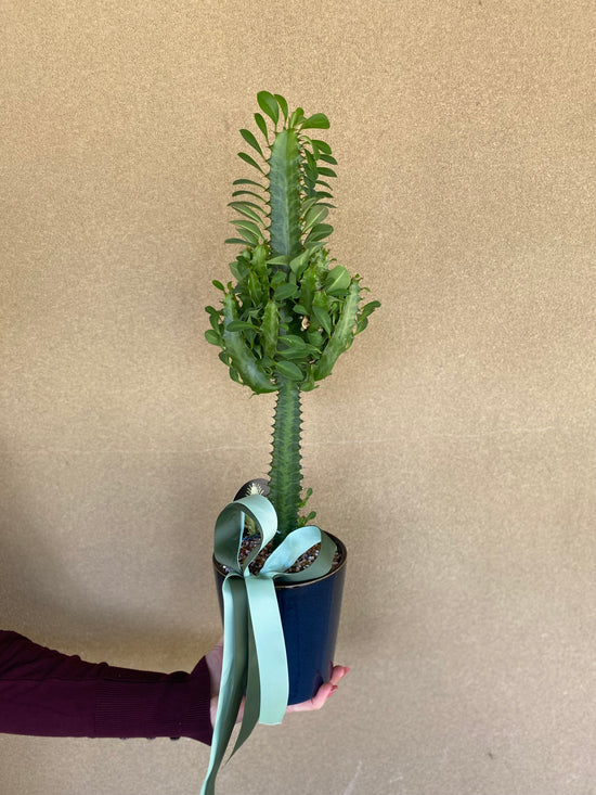 Plants: Euphorbia Trigona green