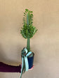 Plants: Euphorbia Trigona green