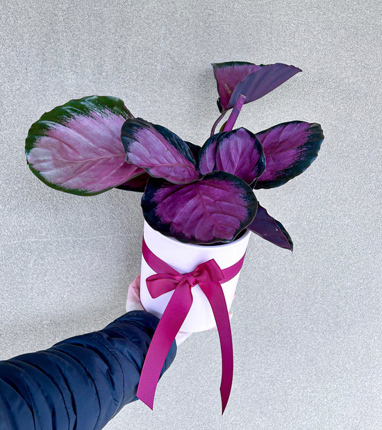 Plants: Calathea