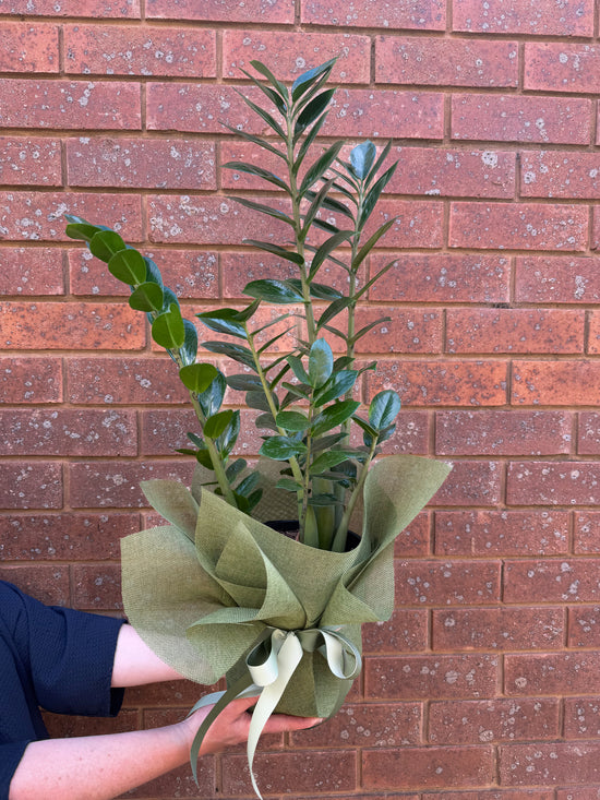 Plants: Zanzibar Gem