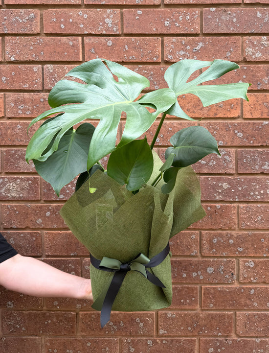 Plants: Monstera Deliciosa