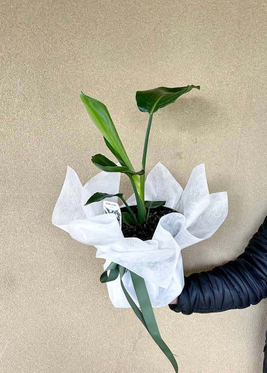 Plants: Bird Of Paradise