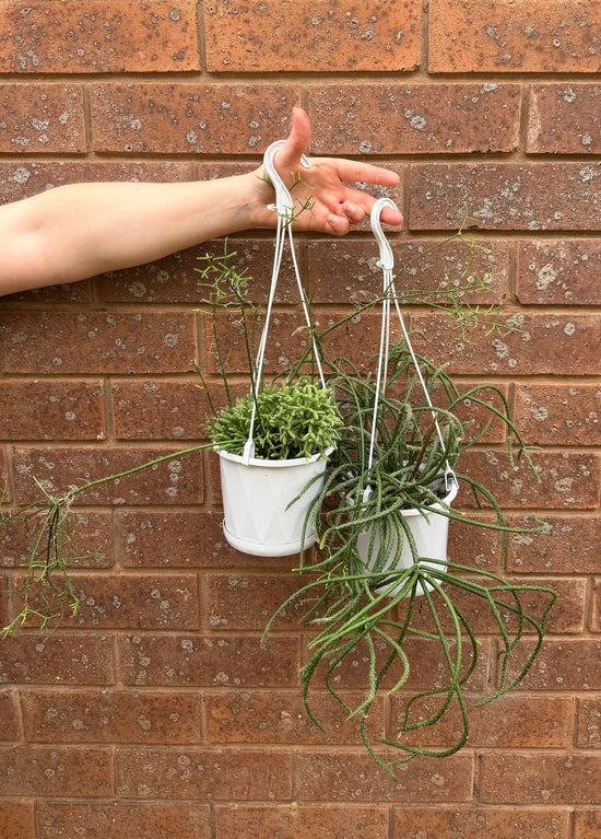 Plants: Mistletoe Cactus