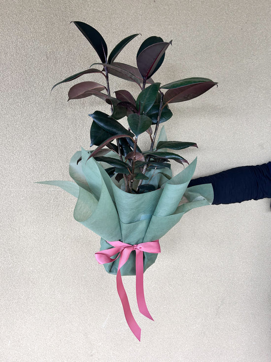 Plants: Burgundy Rubber Plant