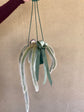 Plants: Monkeys Tail Cactus