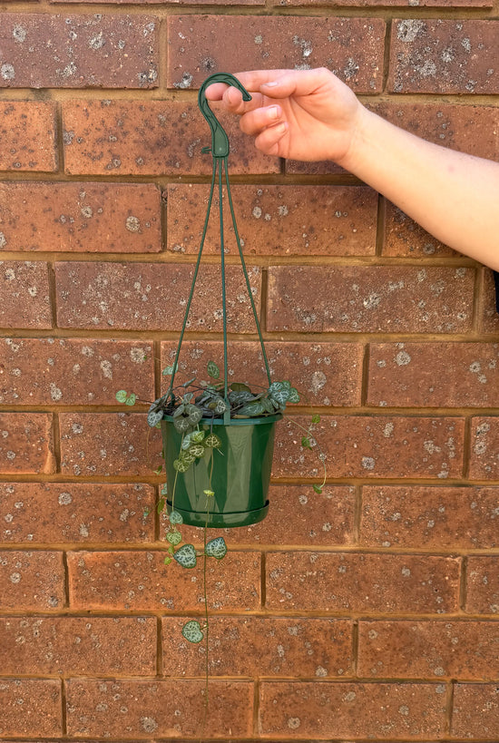 Plants: Chain of Hearts