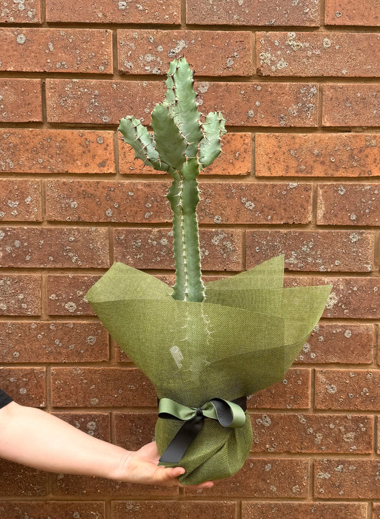 Plants: Euphorbia coerulescens