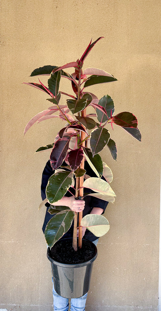 Plants: Ficus Elastica Ruby
