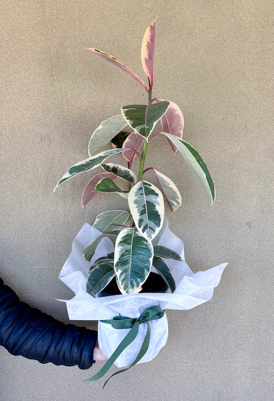 Plant: Ficus Rubber Plant Tineke