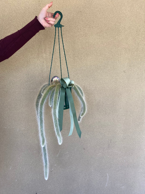 Plants: Monkeys Tail Cactus