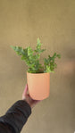 Plant Care: Instant Sun Grow Lamp